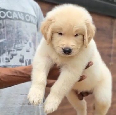 Order Female Golden Retriever  Puppy from Bangalore